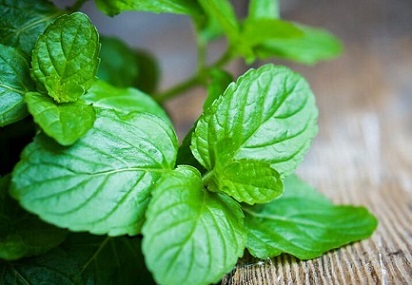 تصویر 4 از قیمت روز سبزی نعناع فلفلی